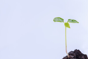 A seedling growing on a white background