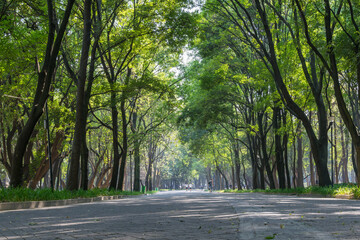 road in chapultepec forest México city