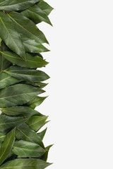 vertical border of green leaves on white background. natural flat layout design. top view, flatlay