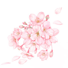 桜の花と花びら４