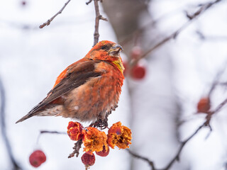 Red Crossbill sitting on the tree branch and eats wild apple berries. Crossbill bird eats berries.