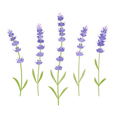 Naklejka premium Lavender. Vector illustration cartoon flat icon isolated on white background.