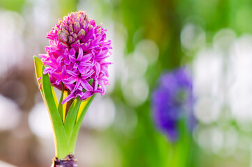 Obraz premium Hyacinth flowers blooming in garden