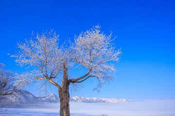 Fototapeta premium 屈斜路湖 霧氷