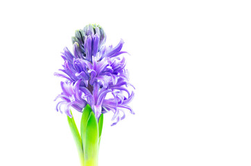 Hyacinth flowers on white background