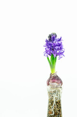 Hyacinth flowers on white background