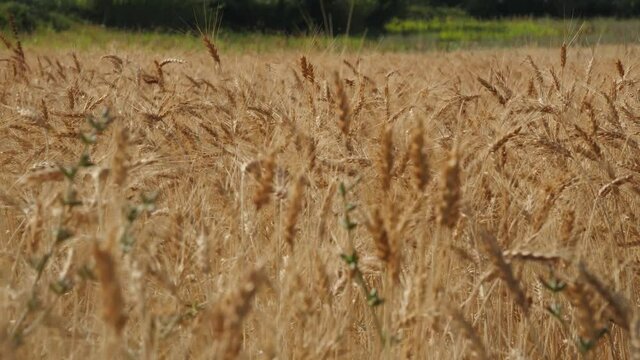Ears in wheat fields swaing in the wind in summer in Italy pan