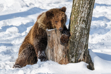 Obraz premium Wild adult Brown Bear (Ursus Arctos) in the winter forest. Dangerous animal in natural habitat