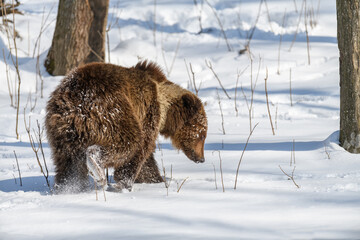 Wild adult Brown Bear (Ursus Arctos) in the winter forest. Dangerous animal in natural habitat