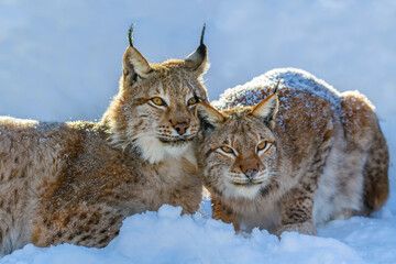 Two Lynx in the snow. Wildlife scene from winter nature © byrdyak
