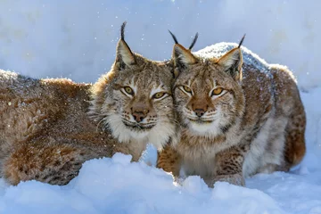 Crédence en verre imprimé Lynx Deux Lynx dans la neige. Scène de la faune de la nature hivernale