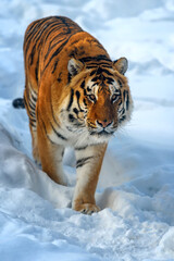 Fototapeta na wymiar Beautiful wild siberian tiger on snow