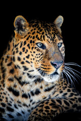 Naklejka na ściany i meble Close up big leopard isolated on black background
