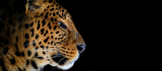 Fototapeta na wymiar Close up big leopard isolated on black background