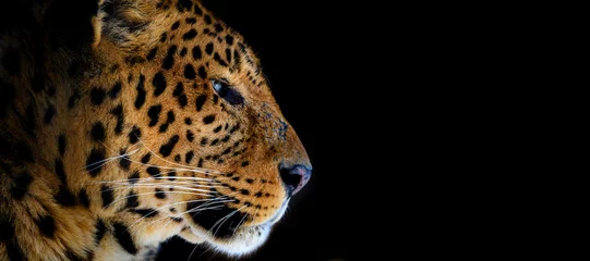 Fototapeten Nahaufnahme großer Leopard auf schwarzem Hintergrund isoliert © byrdyak