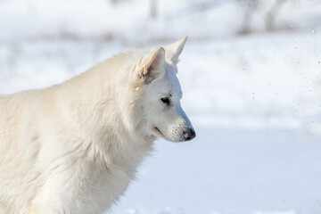 Fototapeta na wymiar White Swiss Shepherd dog running on snow