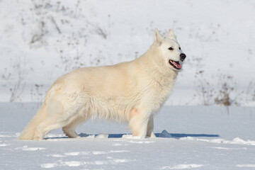 White Swiss Shepherd dog running on snow