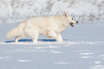 White Swiss Shepherd dog running on snow