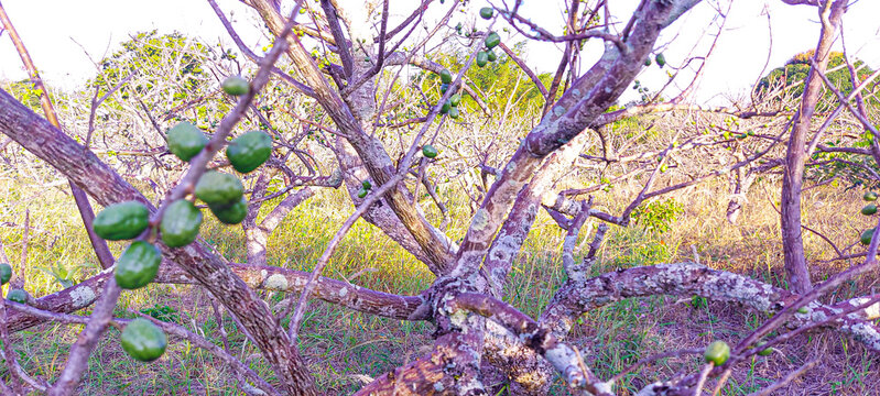 Jocotes Tree