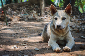 Puppies are stubborn and stubborn, but they are also cute.