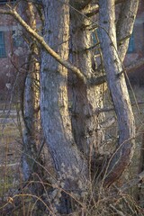 A mystic tree with around gras