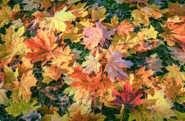 Autumn multi-colored leaves on green grass. Variety of bright colors and shades of this season of the year