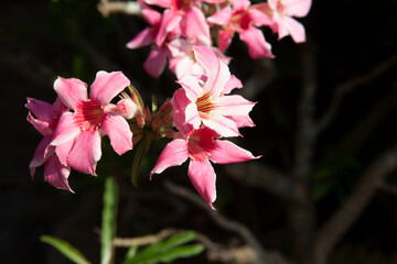 Desert Rose blossom on tree plant with natural green and black color background , Tropical flower with red with pink and white color petal