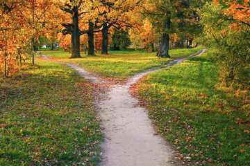 A wide trail strewn with fallen autumn foliage is divided into two paths that diverge in different...