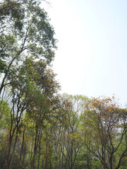 Brown branch and green leaves bush of tree in forest at summer with blue sky in background, Leaf that turn yellow in Thailand