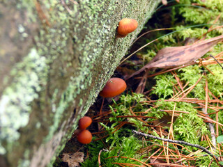 red and white mushrooms