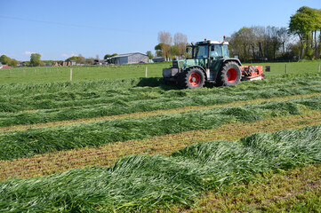 Fauchage Ray-grass d'Italie, aliment pour animaux, foin. Andains