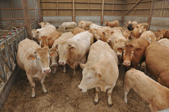 Troupeau de vaches allaitantes de race Blonde d'Aquitaine et Charolaise dans une stabulation.