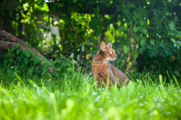 Abyssinian cat in collar, walking in juicy green grass. High quality advertising stock photo. Pets walking in the summer, space for text
