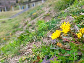 土手の斜面に咲いた黄色いタンポポの花の春の風景