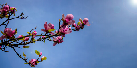 A magnolia branch with blooming flowers on a background of blue sky and sunlight. The season of spring. Free space.