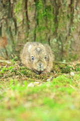 野生の動物、ニホンノウサギ