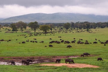 A herd of buffaloes at a watering hole in Tsavo National Park, Kenya