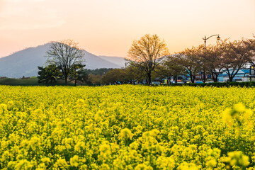 Obraz premium 경주 유채밭 