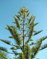 New Caledonia or Norfolk Island Pine against blue sky