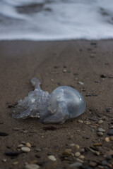 jellyfish on the beach