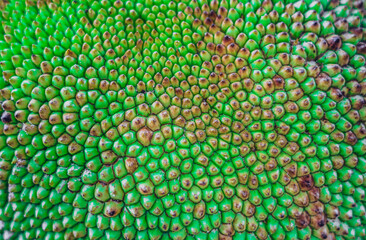 Abstract creative background. Shot of tropical jack fruit peel, look like dragon scales. Mystic...