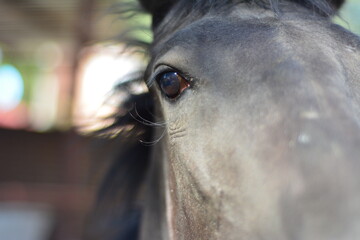 black horse eyes ///Monkey.Mx