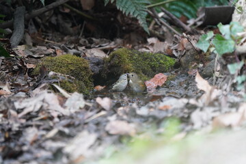 wild bird goldcrest is close behind a red flanked blue tail in the forest