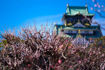 大阪城の梅林（2021年）