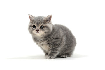 a striped purebred kitten sits on a white background