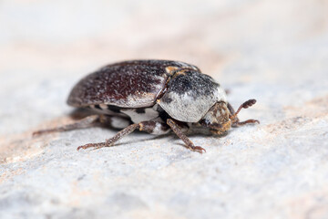 Dermestes frischii beetle posed on a rock on a sunny day. High quality photo