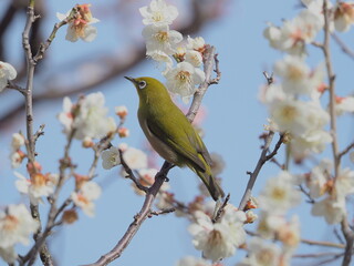 梅の枝に止まるメジロ