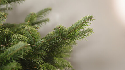 handheld shot of green christmass tree indoor