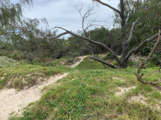 Beautiful Bribie Island, Queensland, Australia featuring beach, water, fauna, vehicles and bright summer sunshine