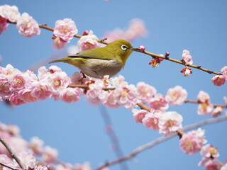 梅の枝に止まるメジロ
